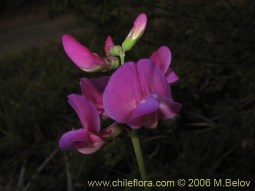 Imágen de Lathyrus magellanicus (). Haga un clic para aumentar parte de imágen.